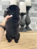 Fauna - Fluffy French Bulldog, a female French Bulldog for sale in Spencerport, NY – Photo 3 of 10