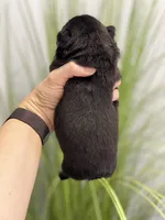 Fauna - Fluffy French Bulldog, a female French Bulldog for sale in Spencerport, NY – Photo 8 of 10