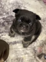 Fauna - Fluffy French Bulldog, a female French Bulldog for sale in Spencerport, NY – Photo 2 of 10