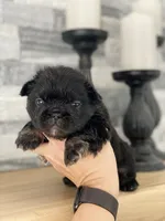 Fauna - Fluffy French Bulldog, a female French Bulldog for sale in Spencerport, NY – Photo 5 of 10