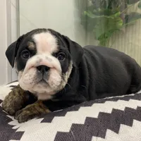 Mad Mia, a female English Bulldog for sale in Spencerport, NY – Photo 5 of 10