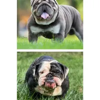 Mad Mia, a female English Bulldog for sale in Spencerport, NY – Photo 8 of 10