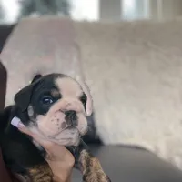 Mad Mia, a female English Bulldog for sale in Spencerport, NY – Photo 4 of 10