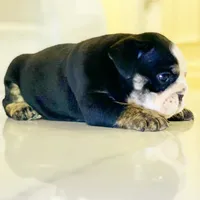 Mad Mia, a female English Bulldog for sale in Spencerport, NY – Photo 2 of 10