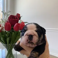 Mad Mia, a female English Bulldog for sale in Spencerport, NY – Photo 6 of 10