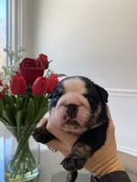 processed/c74264fc-c9f7-4364-91b8-973d83f860a7/listing/7f044e9b-aff1-4712-9209-d970f2784504/82b77a64-d0d5-4ce5-81a2-067477462635