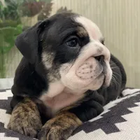 Mad Mia, a female English Bulldog for sale in Spencerport, NY – Photo 1 of 10