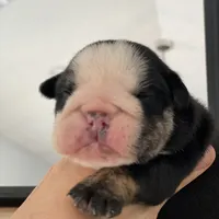 Mad Mia, a female English Bulldog for sale in Spencerport, NY – Photo 9 of 10