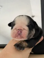 processed/c74264fc-c9f7-4364-91b8-973d83f860a7/listing/7f044e9b-aff1-4712-9209-d970f2784504/ceea6497-13cb-4115-aad7-c6c8d656fee9