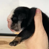 Mad Mia, a female English Bulldog for sale in Spencerport, NY – Photo 7 of 10