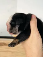 processed/c74264fc-c9f7-4364-91b8-973d83f860a7/listing/7f044e9b-aff1-4712-9209-d970f2784504/ed745796-921f-4cc3-bee1-13b4e467ba0b