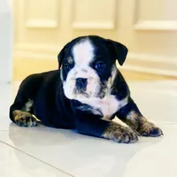 Mad Mia, a female English Bulldog for sale in Spencerport, NY – Photo 3 of 10