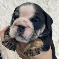Mad Mia, a female English Bulldog for sale in Spencerport, NY – Photo 10 of 10