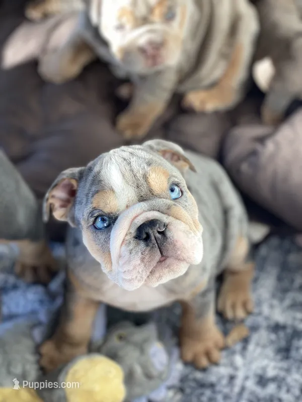 Nicky – English Bulldog puppy for sale in Spencerport, NY