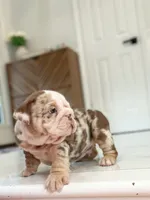 David, a male English Bulldog for sale in Spencerport, NY – 10 of 10
