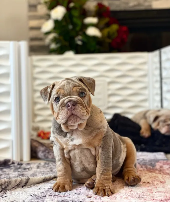 Enid – English Bulldog puppy for sale in Spencerport, NY