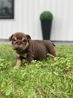 FireBall, a female English Bulldog for sale in Spencerport, NY – 3 of 4