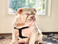 Dallas, a male English Bulldog for sale in Spencerport, NY – 7 of 10