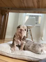 David, a male English Bulldog for sale in Spencerport, NY – 8 of 10