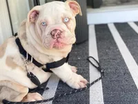 Dallas, a male English Bulldog for sale in Spencerport, NY – 8 of 10