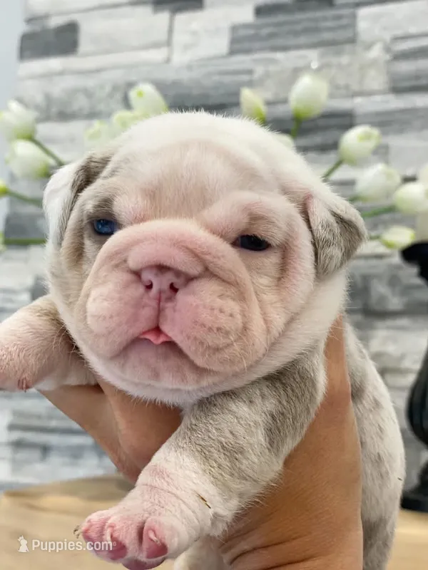 Daisy – English Bulldog puppy for sale in Spencerport, NY