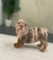 Enid, a female English Bulldog for sale in Spencerport, NY – 2 of 5