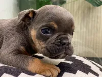 Kisses - Special Needs, a male English Bulldog for sale in Spencerport, NY – Photo 6 of 6