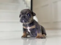 Kisses - Special Needs, a male English Bulldog for sale in Spencerport, NY – Photo 2 of 6