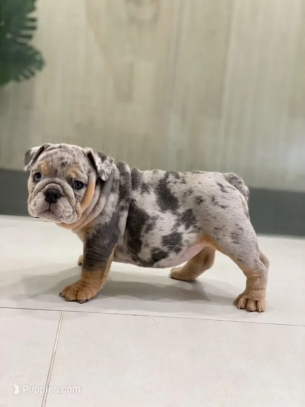 Dawn – English Bulldog puppy for sale in Spencerport, NY