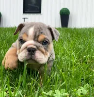 Nicky, a male English Bulldog for sale in Spencerport, NY – 3 of 3