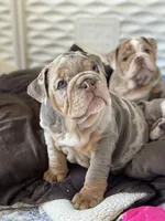Enid, a female English Bulldog for sale in Spencerport, NY – 4 of 5