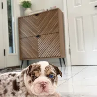 Della, a female English Bulldog for sale in Spencerport, NY – 2 of 10