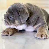 Elvis, a male English Bulldog for sale in Spencerport, NY – Photo 6 of 10