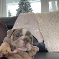 Elvis, a male English Bulldog for sale in Spencerport, NY – Photo 3 of 10