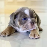 Elvis, a male English Bulldog for sale in Spencerport, NY – Photo 10 of 10