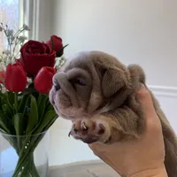 Elvis, a male English Bulldog for sale in Spencerport, NY – Photo 9 of 10