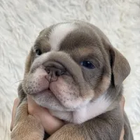 Elvis, a male English Bulldog for sale in Spencerport, NY – Photo 5 of 10