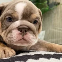 Elvis, a male English Bulldog for sale in Spencerport, NY – Photo 1 of 10