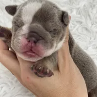 Elvis, a male English Bulldog for sale in Spencerport, NY – Photo 7 of 10