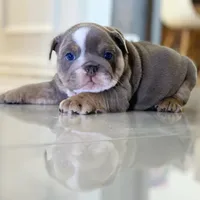 Elvis, a male English Bulldog for sale in Spencerport, NY – Photo 2 of 10