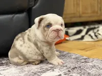 Daisy, a female English Bulldog for sale in Spencerport, NY – 9 of 10