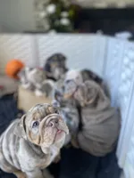 Enid, a female English Bulldog for sale in Spencerport, NY – 3 of 5