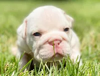 Dallas, a male English Bulldog for sale in Spencerport, NY – 6 of 10