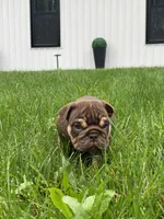 FireBall, a female English Bulldog for sale in Spencerport, NY – 4 of 4