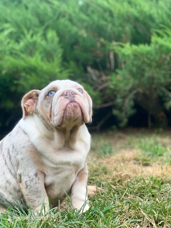 Daisy – English Bulldog puppy for sale in Spencerport, NY
