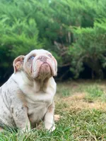 Daisy, a female English Bulldog for sale in Spencerport, NY – 1 of 6