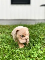 Ricky, a male English Bulldog for sale in Spencerport, NY – 3 of 5