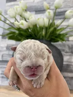 Honey, a female English Bulldog for sale in Spencerport, NY – 3 of 4