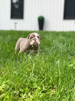 Squishy Paws, a male English Bulldog for sale in Spencerport, NY – 5 of 5