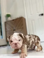 David, a male English Bulldog for sale in Spencerport, NY – 9 of 10